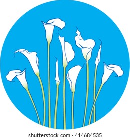 Flowers illustration greeting card. White calla lilies with leaves isolated on a blue round background. 