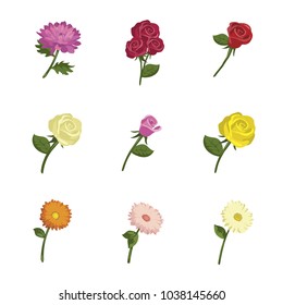 flowers illustration vector