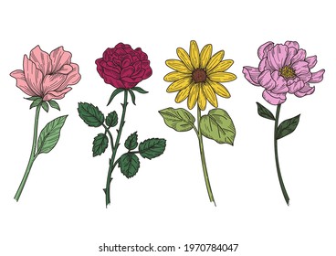 Flowers  illustrations of line-art and color