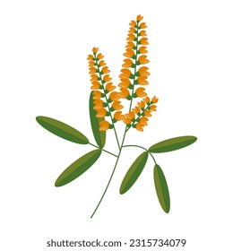 Flowers or inflorescences of sweet clover or sweet clover, stems and leaves, highlighted on a white background. Wild flowering grass or herbaceous plant. Botanical vector illustration. The honey plant