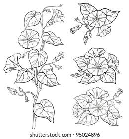 Flowers ipomoea with leaves, black contours on white background. Vector