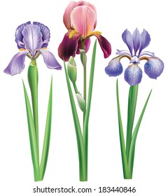 Flowers of iris