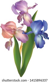Flowers. Iris. Floral background. Bouquet. Leaves. Green. Isolated.
