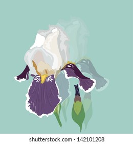 Flowers iris, lilac petals and green leaves on blue background. Vector illustration
