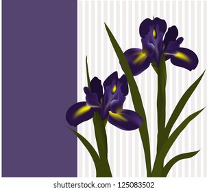 flowers irises. Can be used as greeting card for Valentine's Day, birthday