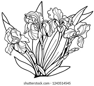 Flowers Irises. Circuit. Black line on white background. Coloring for adults.