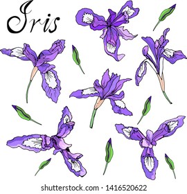 Flowers irises design element vector figure irises set 
