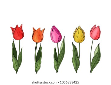 Flowers isolated on background. Vector. Hand drawn vector colorful tulips set.