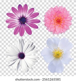 flowers isolated on transparent background