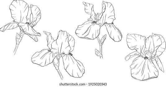 Flowers isolated on white. Hand drawn iris vector illustration.