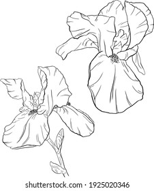 Flowers isolated on white. Hand drawn iris vector illustration.