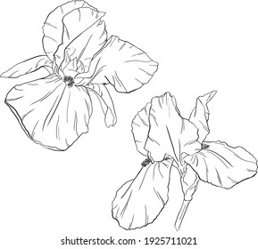Flowers isolated on white. Hand drawn iris vector illustration.