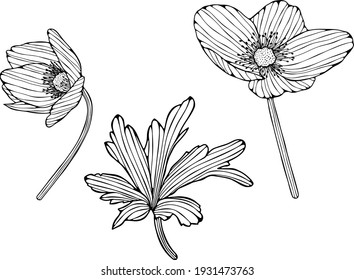 Blumen einzeln auf Weiß. Handgezeichnete abstrakte Vektorgrafik.
