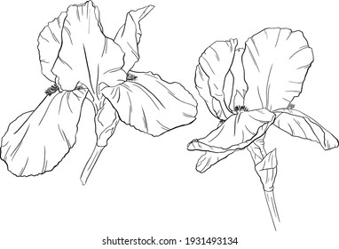 Flowers isolated on white. Hand drawn iris vector illustration.