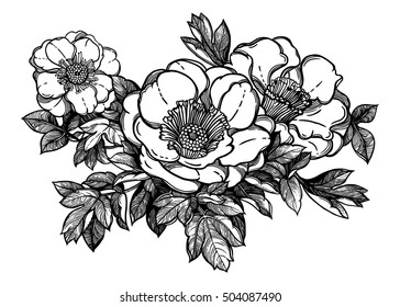 Flowers isolated vector illustration. Template card invitation banner with exotic roses or peony. Botany sketch in linear style. Tattoo design element.
