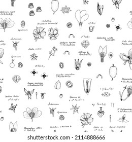 Flowers with latin name, and gynoecium. Hand drawing black realistic outline vector botanical seamless pattern.