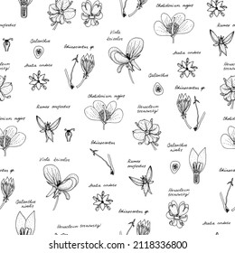 Flowers with latin name, and gynoecium. Hand drawing black realistic outline vector botanical seamless pattern.