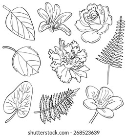 Flowers & leaves