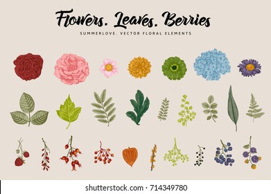 Flowers, leaves, berries set. Botanical vector vintage illustration. Summer Design elements. Colorful.