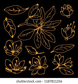 Flowers, leaves, branch. Hand drawn isolated on black background set