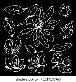 Flowers, leaves, branch. Hand drawn isolated on black background set