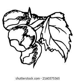 Flowers, leaves and buds of an apple tree. Vector botanical illustration isolated on white background. The plants are hand-drawn. Realistic ink sketch. Natural design in vintage style.