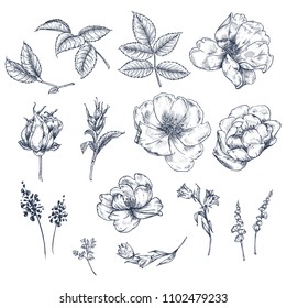 Flowers, leaves and buds of dog rose. Set. Botanical pattern in vintage style. Graphic arts. A beautiful illustration for printing on fabric, clothing, wallpaper, packaging and other surfaces.