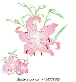 Flowers, leaves and buds of lilies - vector illustration. Use printed materials, signs, items, websites, maps, posters, postcards, packaging.