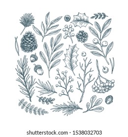 Flowers and leaves collection. Branch, cone, fir tree, berry, misteltoe, acorn. Design kit. Botanical vintage illustration. Vector illustration