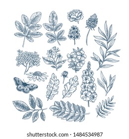 Flowers and leaves collection. Design vector kit. Botanical vintage illustration. Vector illustration