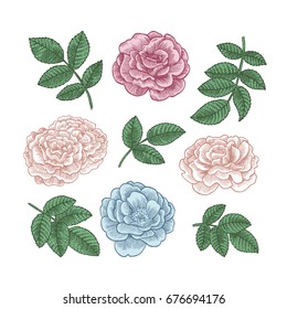 Flowers and leaves collection. Vintage floral set. Vector illustration