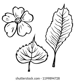 Flowers and leaves. Elements for design. Hand drawn vector illustration. Monochrome black and white ink sketch. Line art. Isolated on white background.