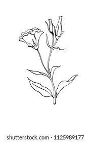Flowers and leaves of eustoma flower in hand drawn line sketch style. Isolated on white background. Black and white vector illustration