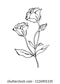 Flowers and leaves of eustoma flower in hand drawn line sketch style as design element. Isolated on white background. Black and white vector illustration