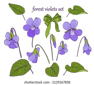 flowers and leaves of the forest violet, a set of plant elements on a white background, vector illustration