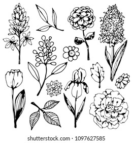 Flowers, leaves hand drawn isolated on white background. Floral design element set