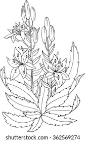 flowers and leaves, hand drawn vector illustration