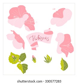 Flowers and leaves of hibiscus flowers in soft watercolor / Hibiscus hand drawn / Isolated hibiscus flowers / Pink hibiscus and green leaves