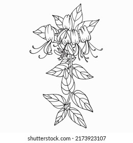 Flowers and leaves of honeysuckle drawing. Honeysuckle branch. Medicinal, perfumery and cosmetic plants. Black and white  hand drawn illustration isolated on white background. 