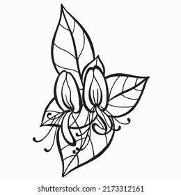 Flowers and leaves of honeysuckle drawing. Medicinal, perfumery and cosmetic plants. Black and white  hand drawn illustration isolated on white background. Calligraphic illustration.