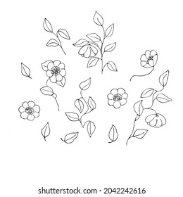 
Blumen und Blätter. Einzige Objekte auf weißem Hintergrund