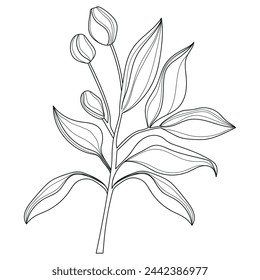 Flowers and leaves. Linear leaves. Botany. Abstract linear leaves. Vector illustration of flowers and leaves