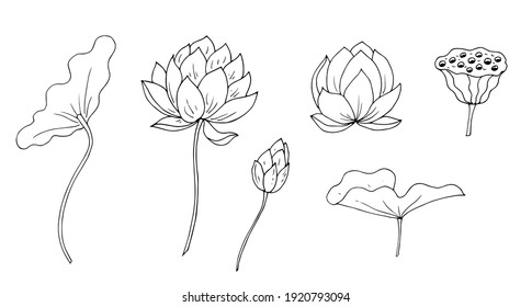 Flowers, leaves, lotus fruits. Vector illustration. Linear drawing.