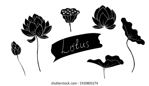 Flowers, leaves, lotus fruits. Vector illustration. Black silhouette.