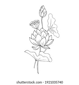 Flowers, leaves, lotus fruits. Vector illustration. Linear drawing.