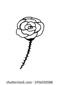 flowers and leaves on a white background. Decoration for cards and invitations. Doodles. Plants