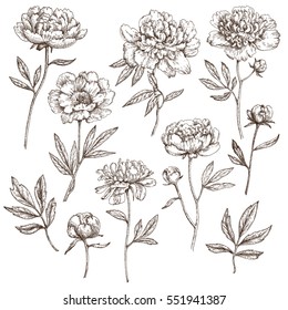 Flowers and leaves of peonies. Drawing ink. Design elements for invitations, wedding greeting cards, announcements.