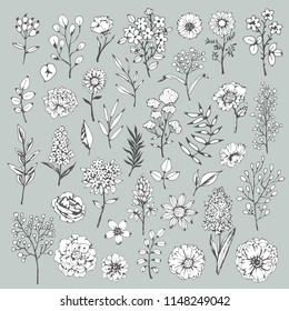 Flowers, leaves, plants, herbs, grass, branches. Hand drawn isolated set