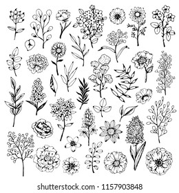 Flowers, leaves, plants, herbs, grass, branches. Hand drawn isolated set