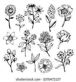 Flowers, leaves, plants, herbs hand drawn isolated on white background set